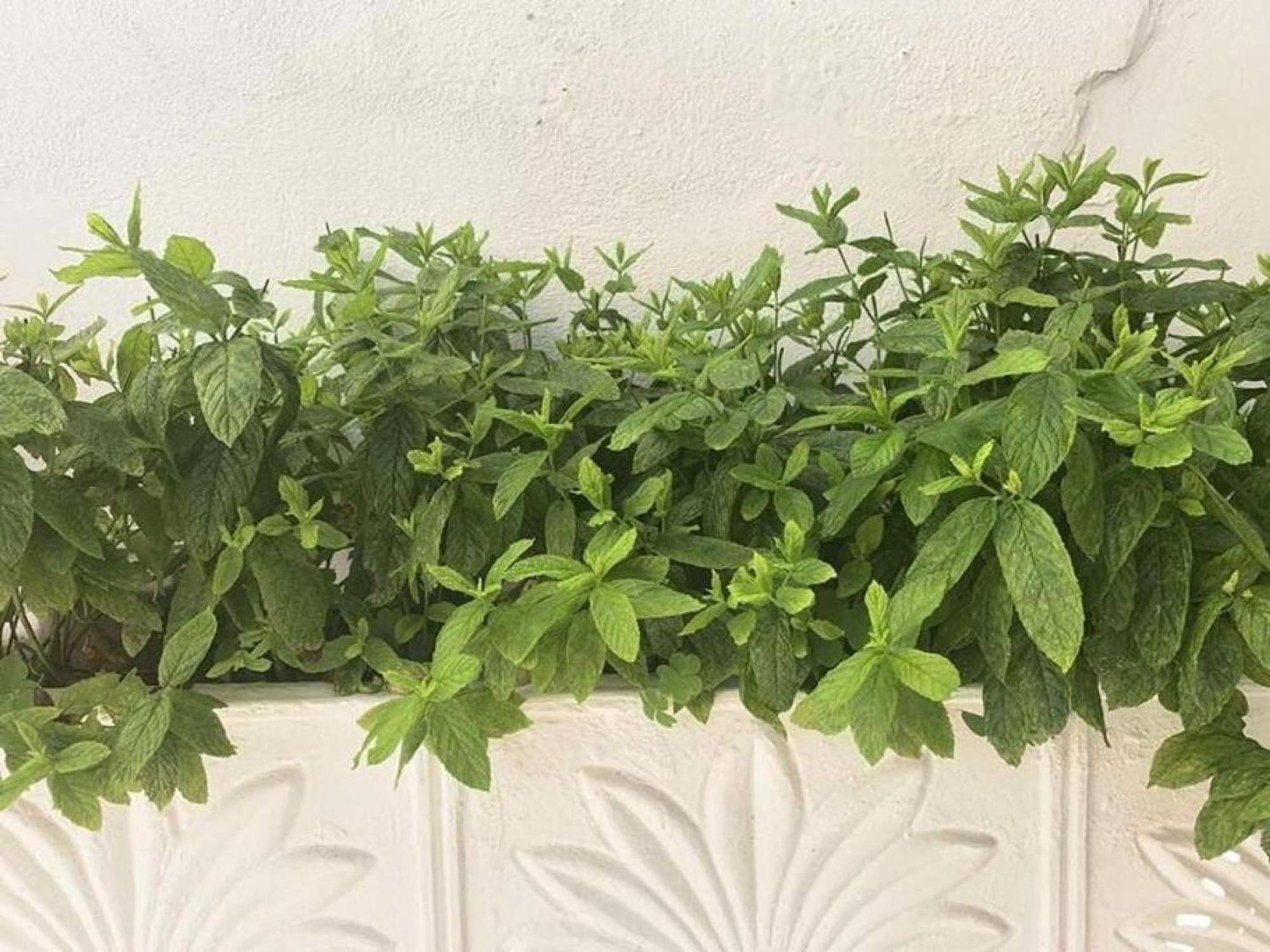 Dolce Vita - In The Heart Of Lefkada - Lefkada Bnb Lefkada City Exterior foto